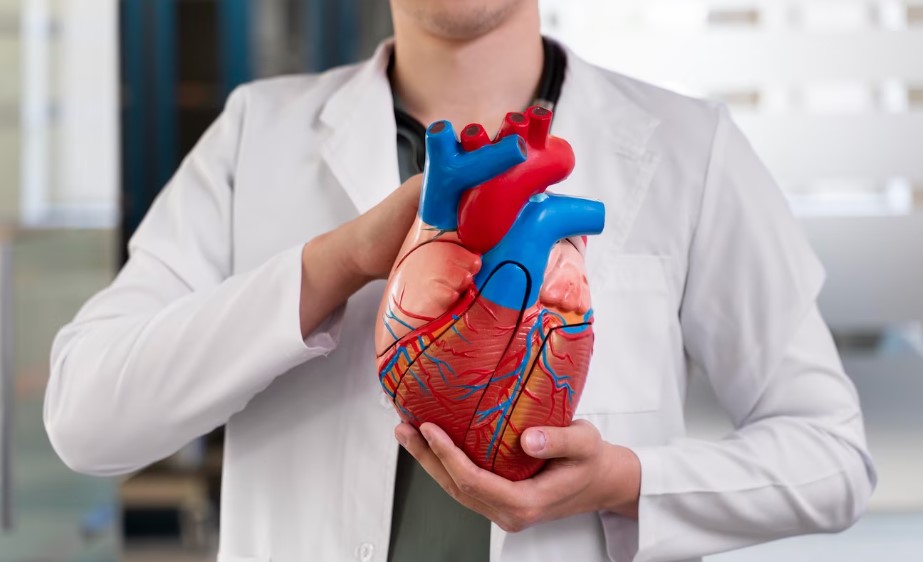 Fungsi dan Struktur Jantung Manusia